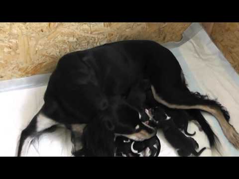 Farlat - our first litter! Rahim el Mahbub & Latisha Sannatis