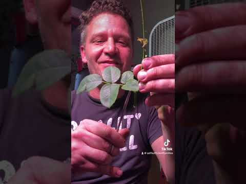 A Rose Bush from a Single Stem Rose (a simple how to)