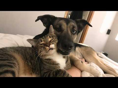 When Your Cats Who Can’t Deny Their Love for Dogs!