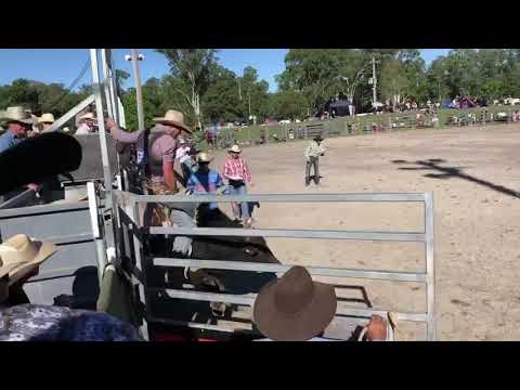 Tyson Bucking Bulls 'Swamp Rat'