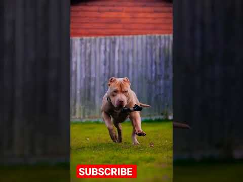 pitbull dog full aggressive dog