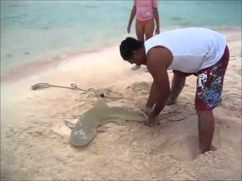 Capture d'un requin à mains nues