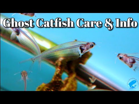 Ghost / Glass Catfish — Kryptopterus vitreolus