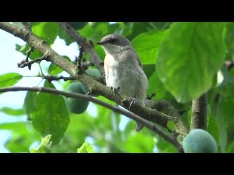Penica popolavá — Piegża — pohyb v hustom kríku a spev
