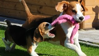 How to Break up a Dog Fight! The Funny Way...