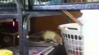 My rat Molly having a free range