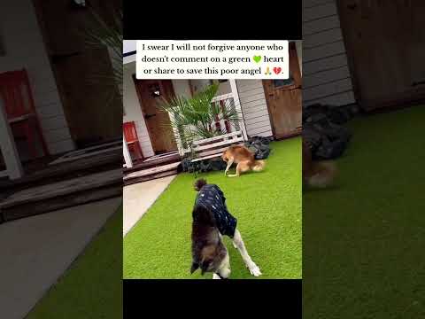 For any help consider donating link in bio to save a stray life in Los Angeles#usashorts#save