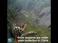 A rare scene! Snow leopard cubs caught on camera in Sichuan