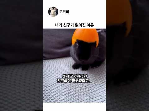 토끼유치원 갔다가 울면서왔다