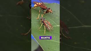 When a Praying Mantis Meets a Hornet: Who Wins?#Praying Mantis  #Hornet Battle #Insect Fight