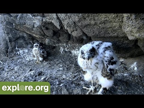 Snapshots of the Week 5.28.2018