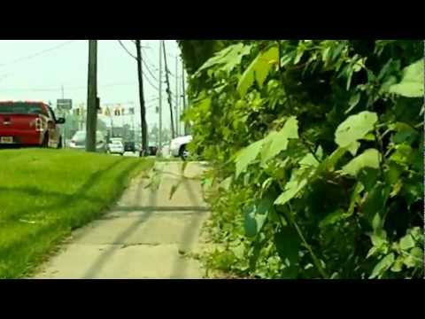 A Face Full of Bushes for ALL! Copyright D Buell 2012