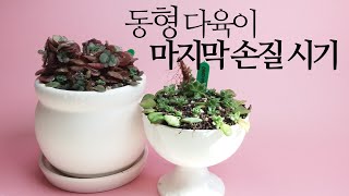 동형다육이 마지막 손질시기.서두르세요. (수연,레티지아 삽목)succulents/多肉植物/たにくしょくぶつ 2…