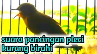 Download lagu suara pancingan pleci kurang birahi agar pleci buka paruh dengan cepat. mp3 Download lagu suara pancingan pleci kurang birahi agar pleci buka paruh dengan cepat. mp3
