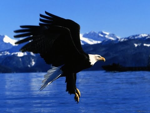 Le Grand Aigle De Mer Documentaire Magnifique i