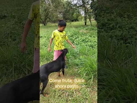 familia Beekeeper #ariysuschicuelos #abejas siempre listos para servir. Monterrey Casanare Colombia