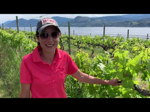 Oh Shoots! (And Suckers)