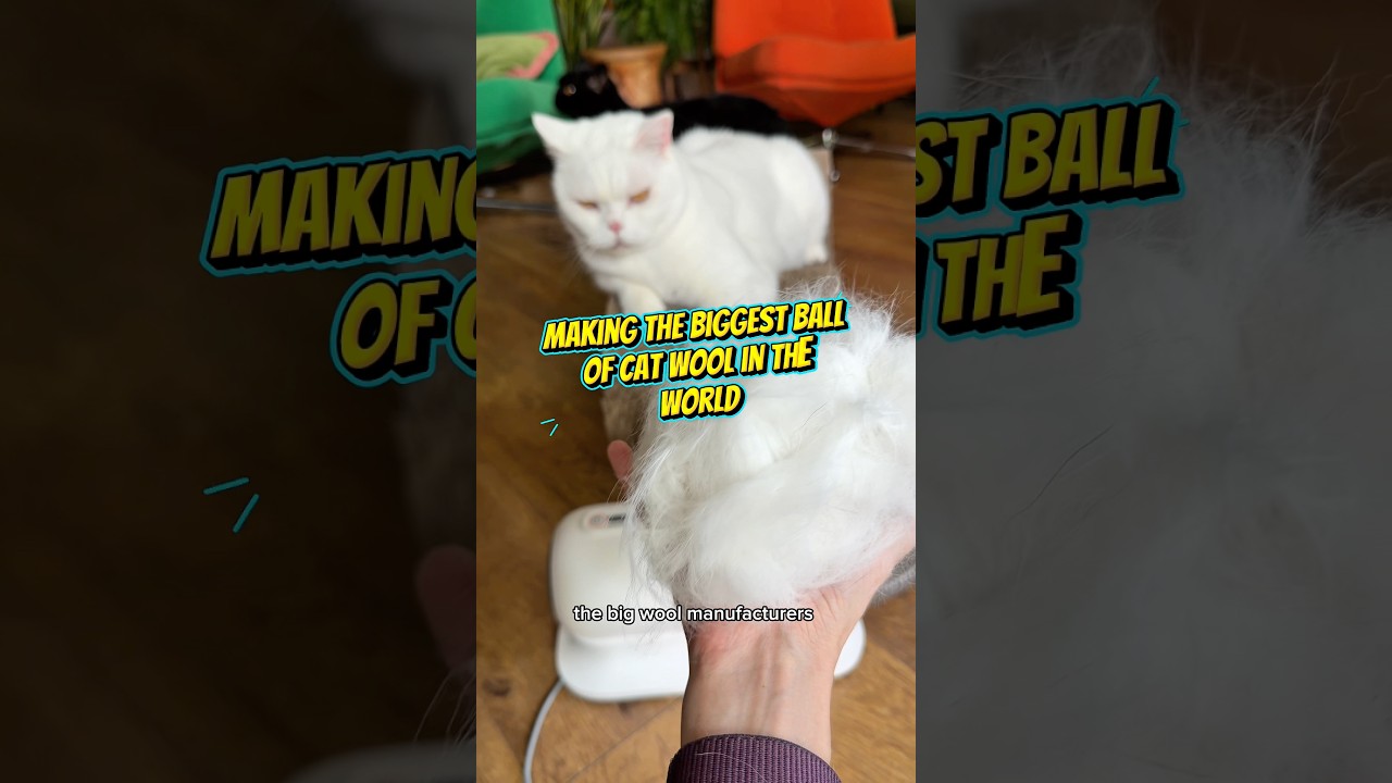 Lyle and the growing ball of cat wool