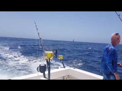 ¡Gaviotas, delfines, ballenas, atún! - Cavalier & Blue Marlin Sport Fishing Gran Canaria