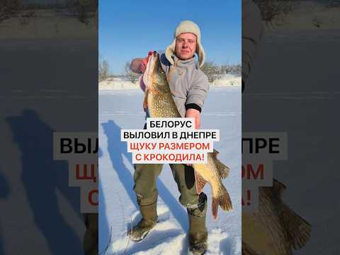 Посмотрите, какого «крокодила» выловил белорус в Днепре! Трофей всей жизни
