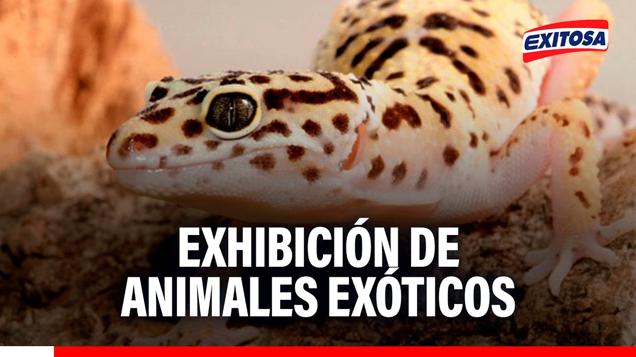 🔴🔵 Conoce a los geckos, serpientes hurones, animales exóticos que pueden ser mascotas para el hogar