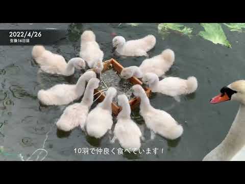 白鳥の赤ちゃん成長日記①【4/18~4/28】