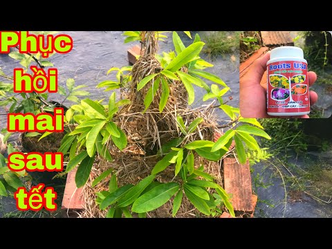 Watering and nourishing the roots of the yellow apricot tree after pruning, and the young leaves ...