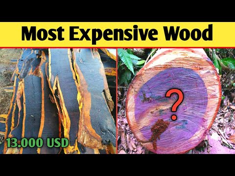 Most Expensive Woods in The World | Most Amezing Facts