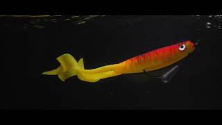 Delalande Neo Frog 18cm Yellow Frog