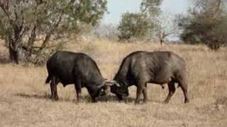 preview picture of video 'Thornybush Game Reserve - Buffalo's Domination and Fight'