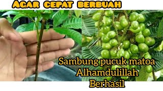 Download lagu Grafting the top of the matoa tree || so that the matoa tree bears fruit quickly mp3 Download lagu Grafting the top of the matoa tree || so that the matoa tree bears fruit quickly mp3