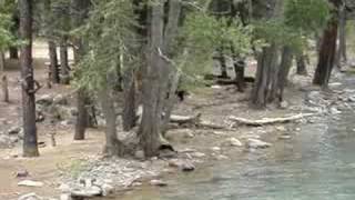 preview picture of video 'Bear on Animas River, Colorado'