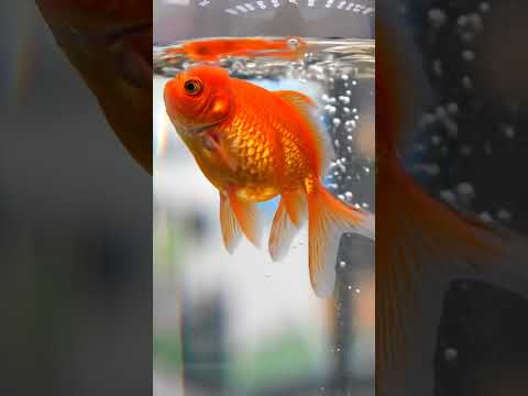 Goldfish AI