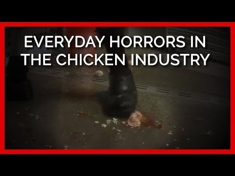 胎児を踏むなど: 養鶏業界の日常的な恐怖