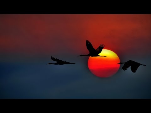 PAVOL HABERA & VAŠO PATEJDL - SŤAHOVAVÍ VTÁCI