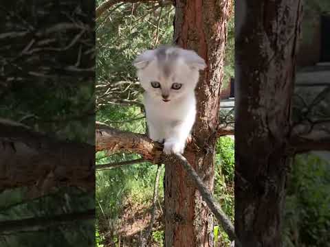 Baby Cats - Cute and Funny Cat Videos