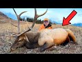 I Finally Killed My An Elk