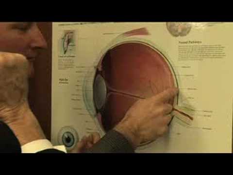 The Future of Bionics