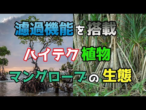 Graculaについて詳しく解説