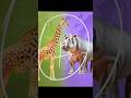 Giraffe Mixing With Hippo Cute And Funny Hybrid Animal Shorts Cuteanimals