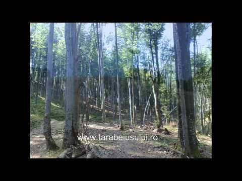 Beius_www.tarabeiusului.ro.avi