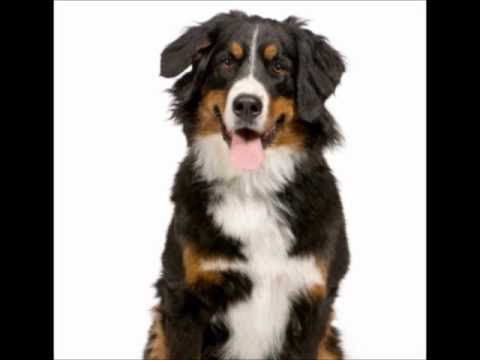 Bernese Mountain Dog