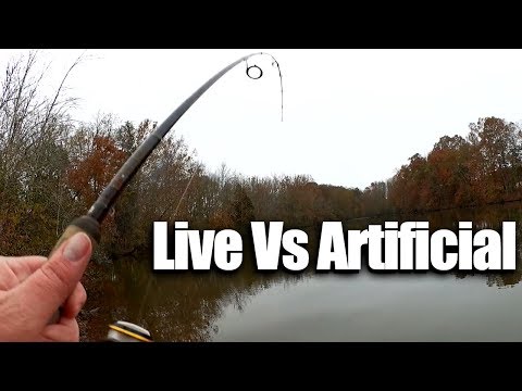 Fishing for Cold Weather Bass - Live Bait VS Artificial Lure