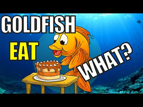 , title : 'What Do Goldfish Eat | What Can Goldfish Eat | What Food Can Goldfish Eat'