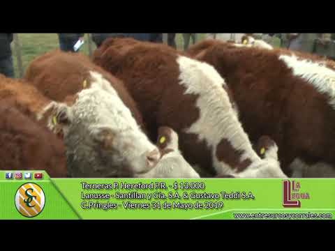 31-05-19 - Venta de Terneras P.Hereford - Cía. La Legua S.A. - C Pringles