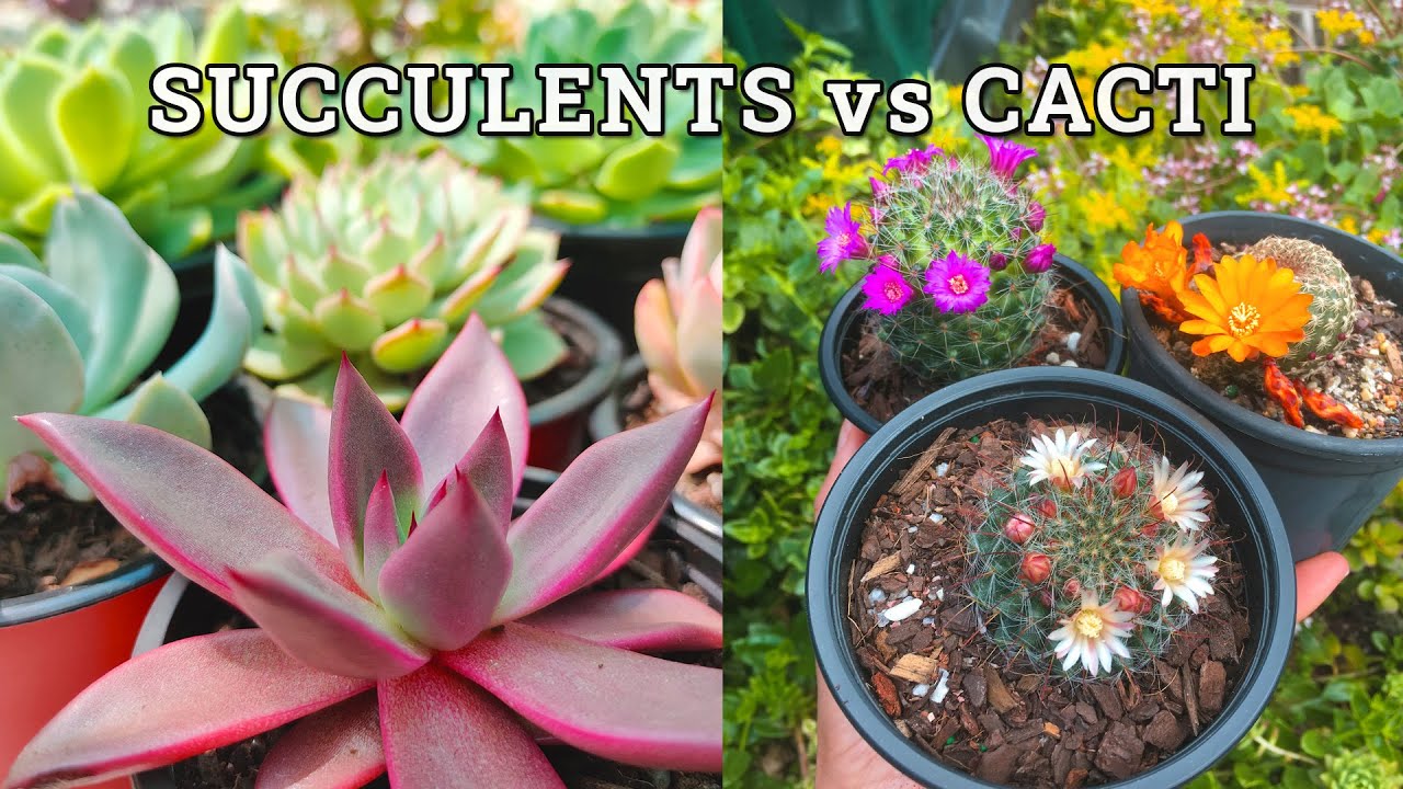 The Difference Between Succulents & Cacti