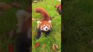 Download lagu WOW!!! adorable red panda🍼🍼🍼 #amsr #foryou #ailurusfulgens #redpanda #fpy #zoo #cute mp3 Download lagu WOW!!! adorable red panda🍼🍼🍼 #amsr #foryou #ailurusfulgens #redpanda #fpy #zoo #cute mp3