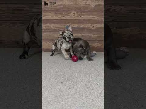 Video 1