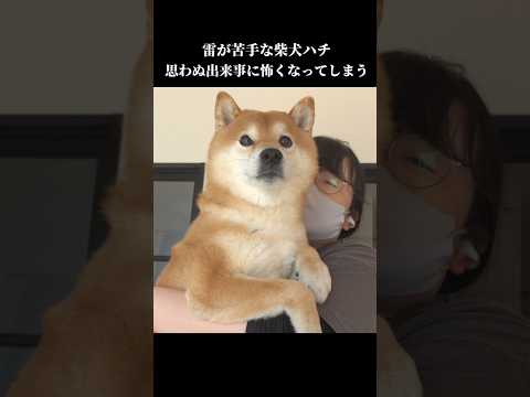 柴犬ハチは初めての痛みにビックリして… #shibainu #犬のいる暮らし #かわいい