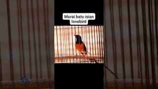 Download lagu Murai batu gacor isian lovebird mp3
